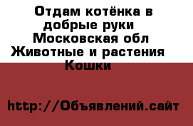 Отдам котёнка в добрые руки - Московская обл. Животные и растения » Кошки   
